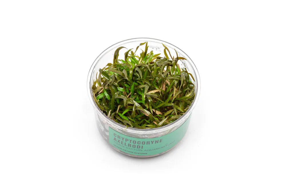 Cryptocoryne Axelrodi Tissue Culture - UNSTC