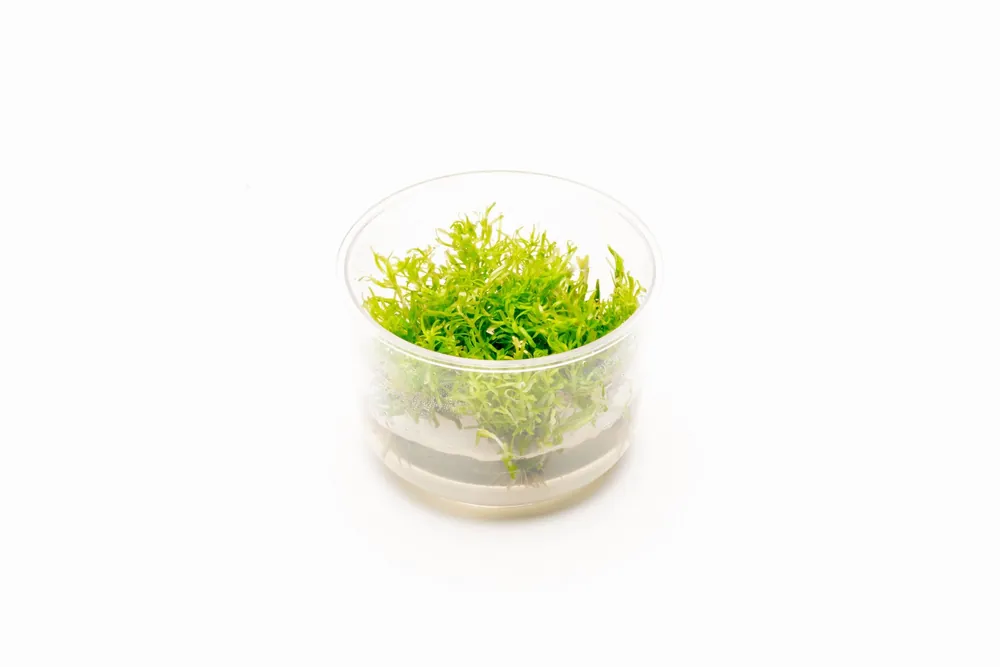 Rotala Nanjenshan Tissue Culture - UNSTC