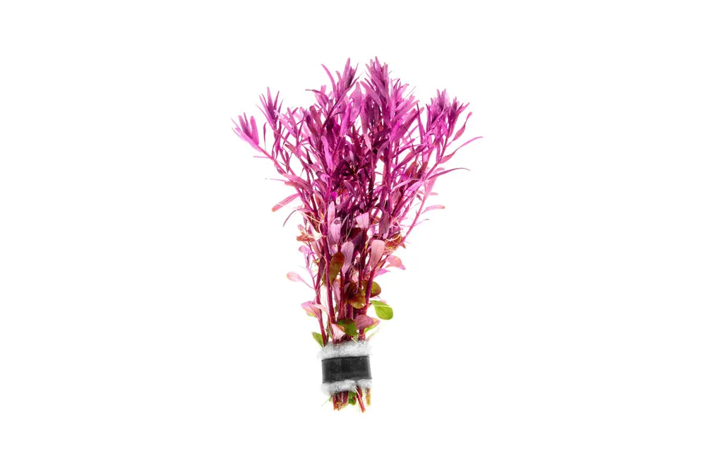 Rotala Narrow Leaf Sp. Red - ACW