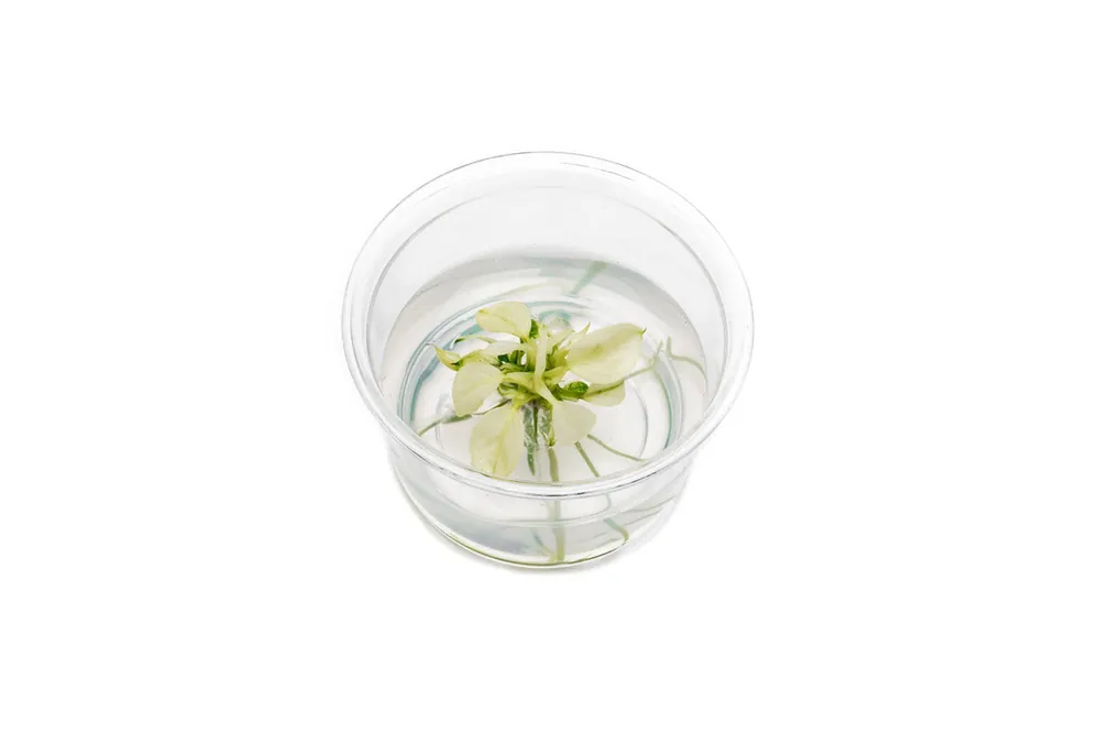 Anubias Nana Pinto Tissue Culture - UNSTC