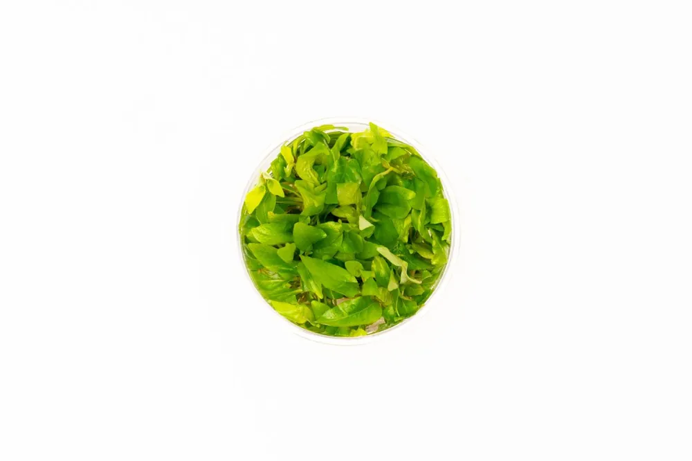 Dwarf Nomaphila Siamensis (Hygrophila Corymbosa Compact) Tissue Culture - UNSTC