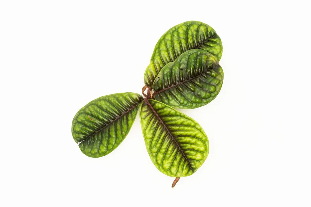 Ardisia Sp Tricolor Type 1 - BUCE