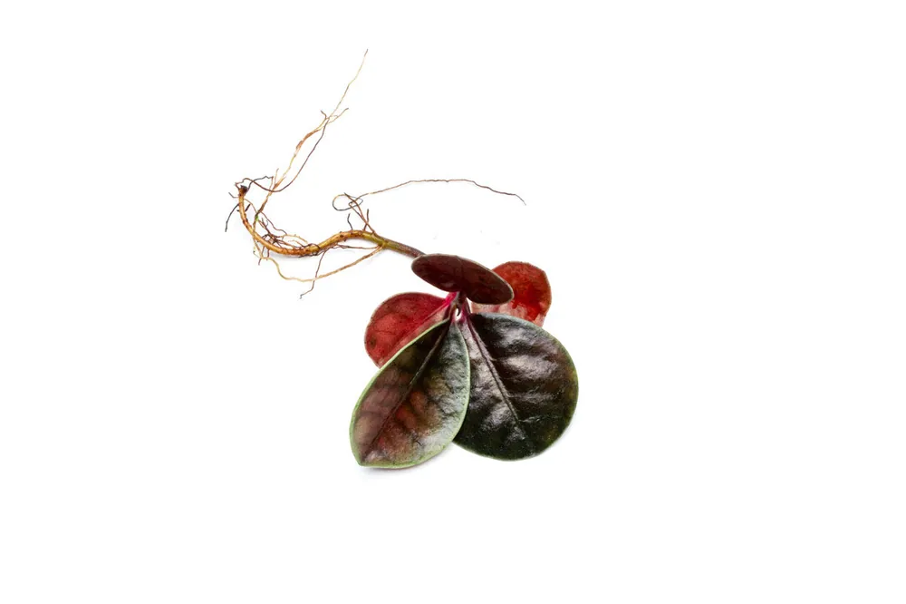 Ardisia Sp Tricolor Type 2 - BUCE