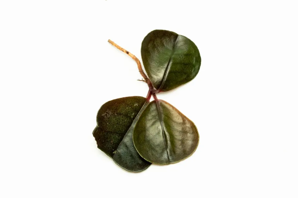 Ardisia Sp Green - BUCE