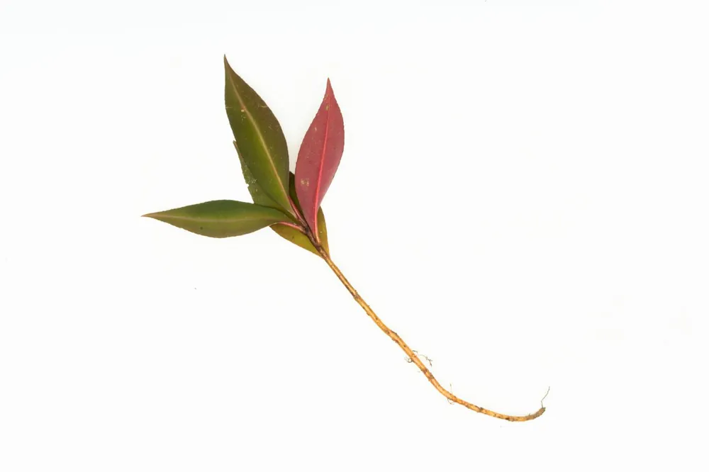 Ardisia Sp Pink Line - BUCE