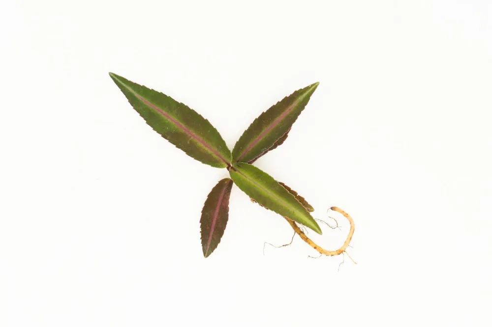 Ardisia Sp Pink Line Type 1 - BUCE