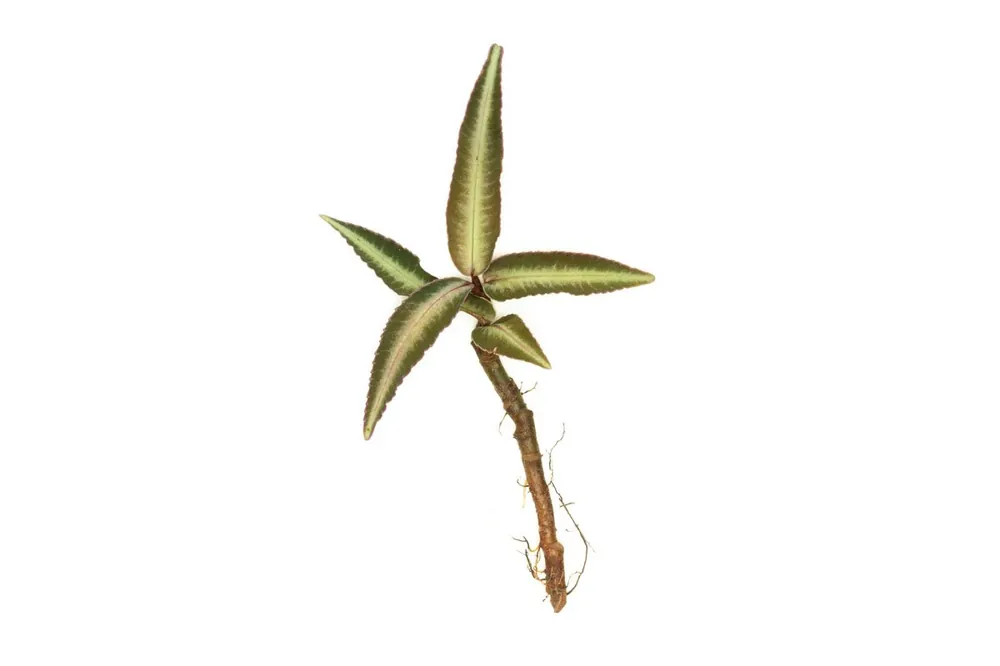 Ardisia Sp Pink Line Type 2 - BUCE