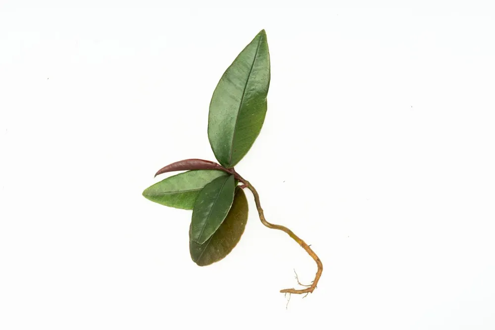 Ardisia Sp Pink Lips - BUCE