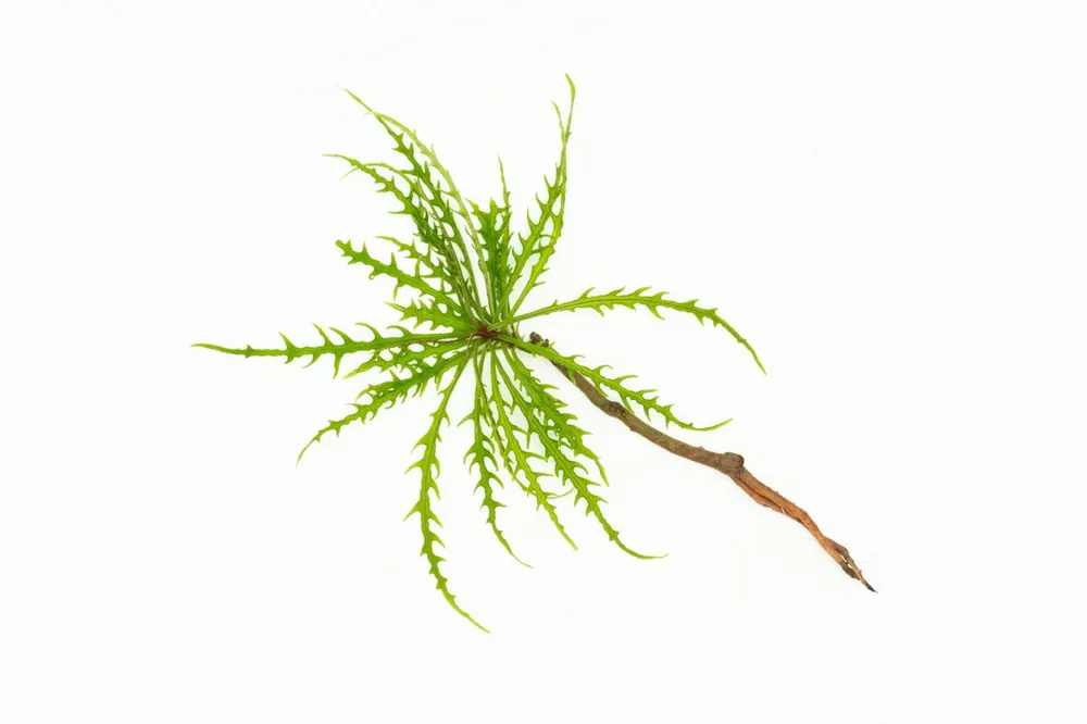 Labisia Sp Pinnatifidum Green - BUCE