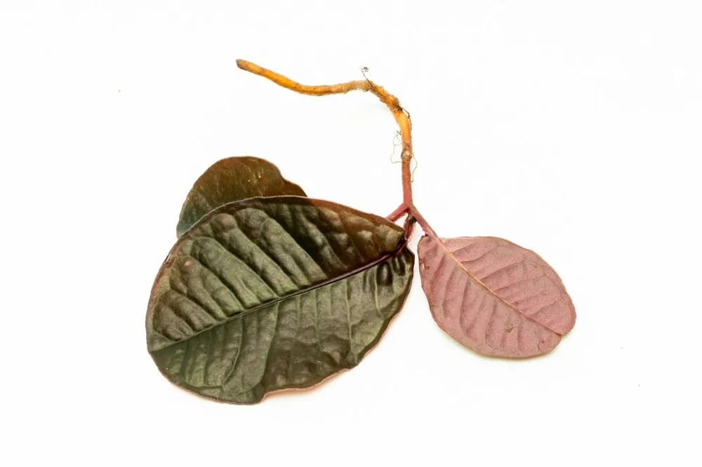 Labisia Sp Brown Type 2 - BUCE