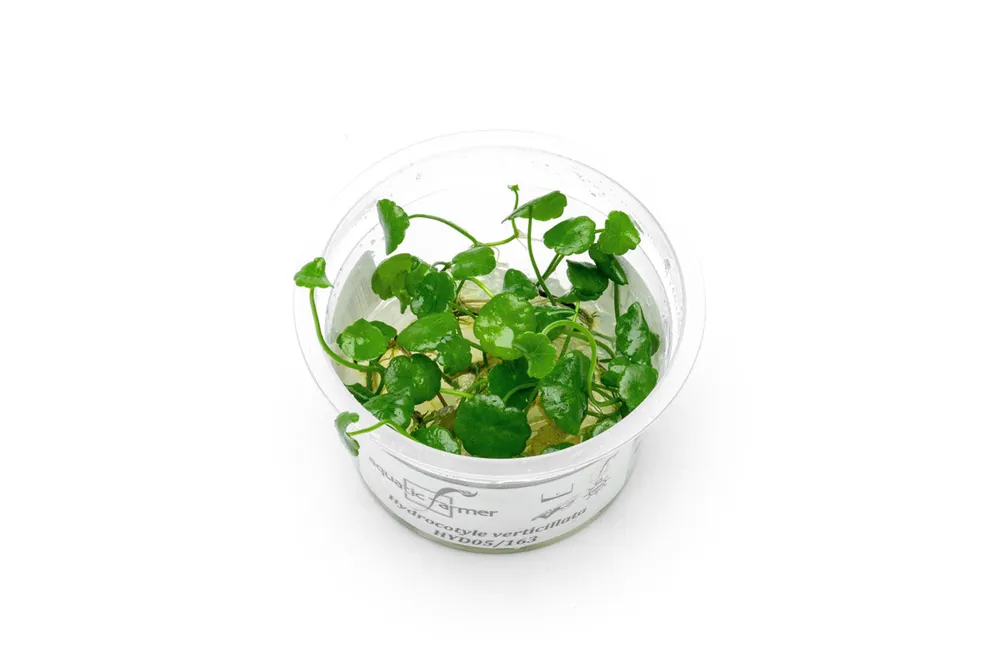 Hydrocotyle Verticillata Aquatic Farmer Tissue Culture