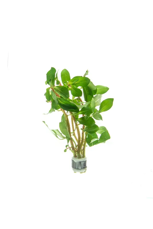 Ludwigia Marilia - CPA