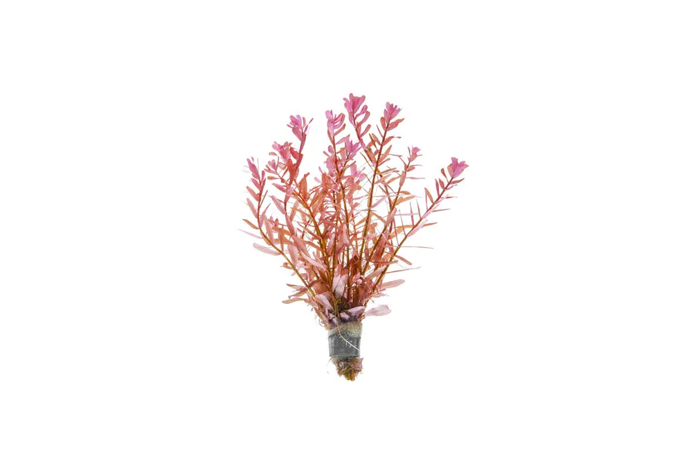 Rotala Manipurensis - CPA