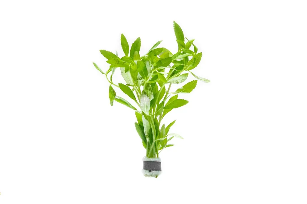 Limnophila Belem - CPA