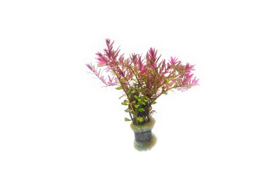 Rotala Blood Red - ACW