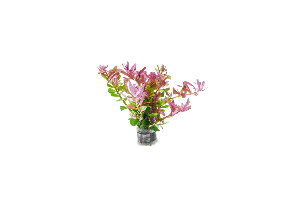 Rotala Fujian - ACW