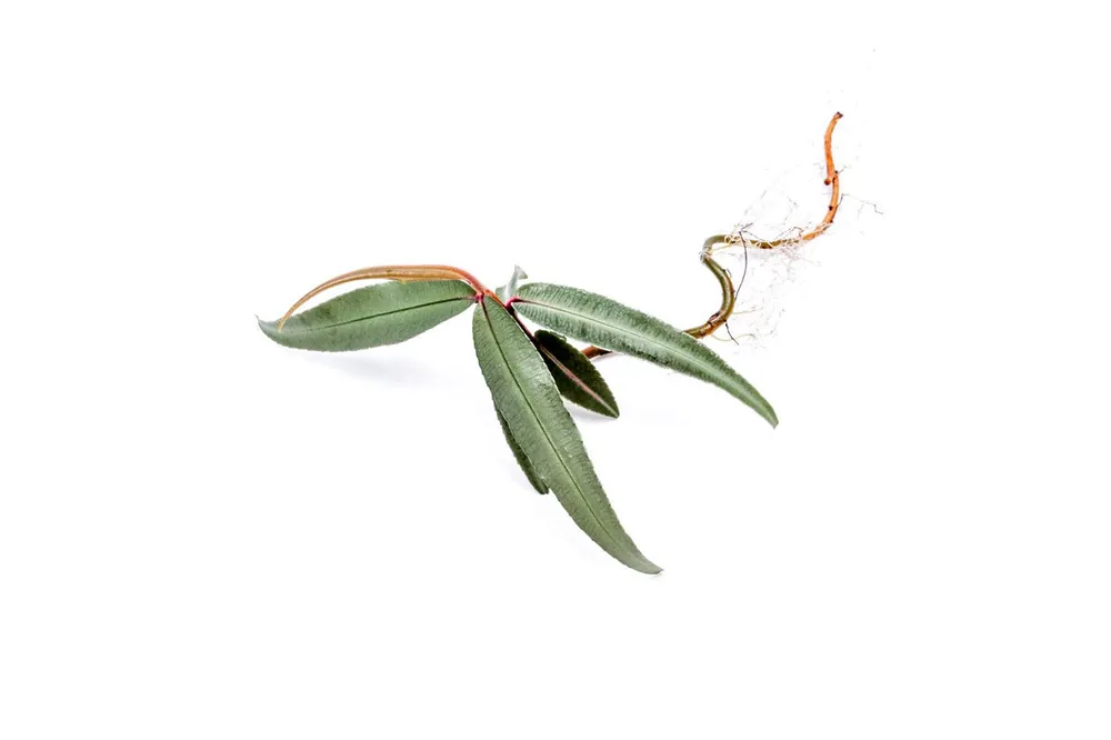 Ardisia Silver - BUCE