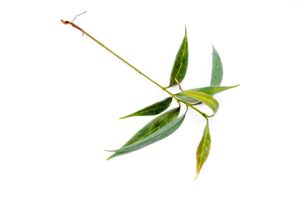 Ardisia Blue - BUCE
