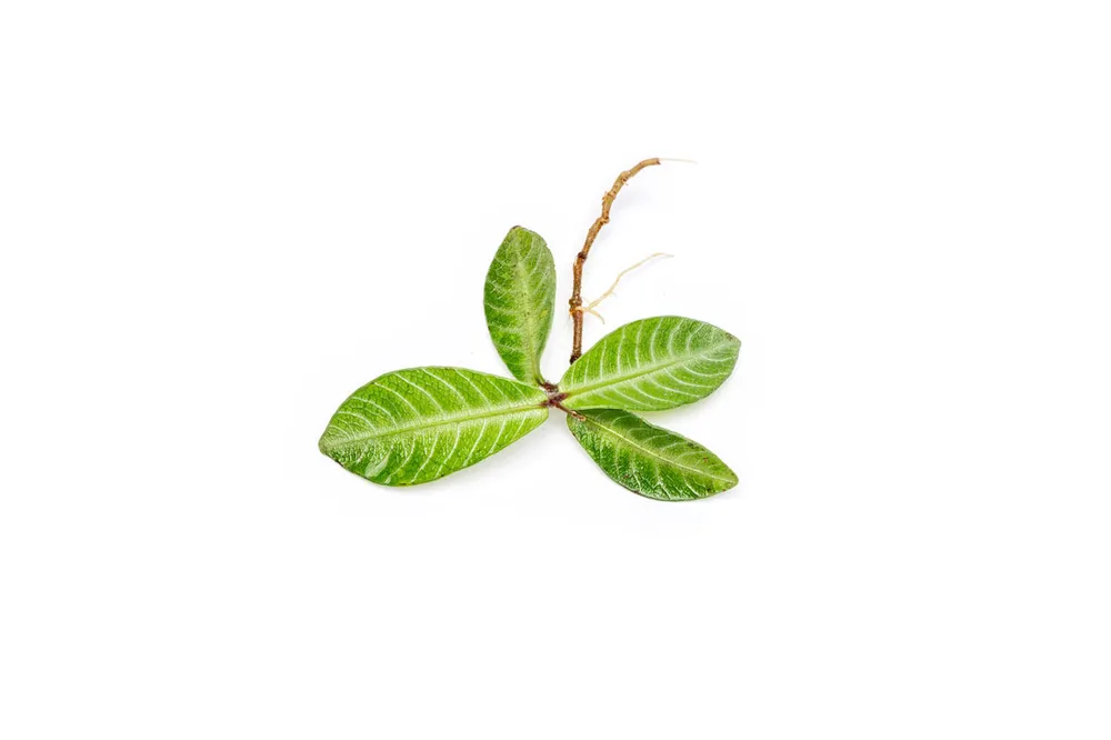 Labisia Musim - BUCE