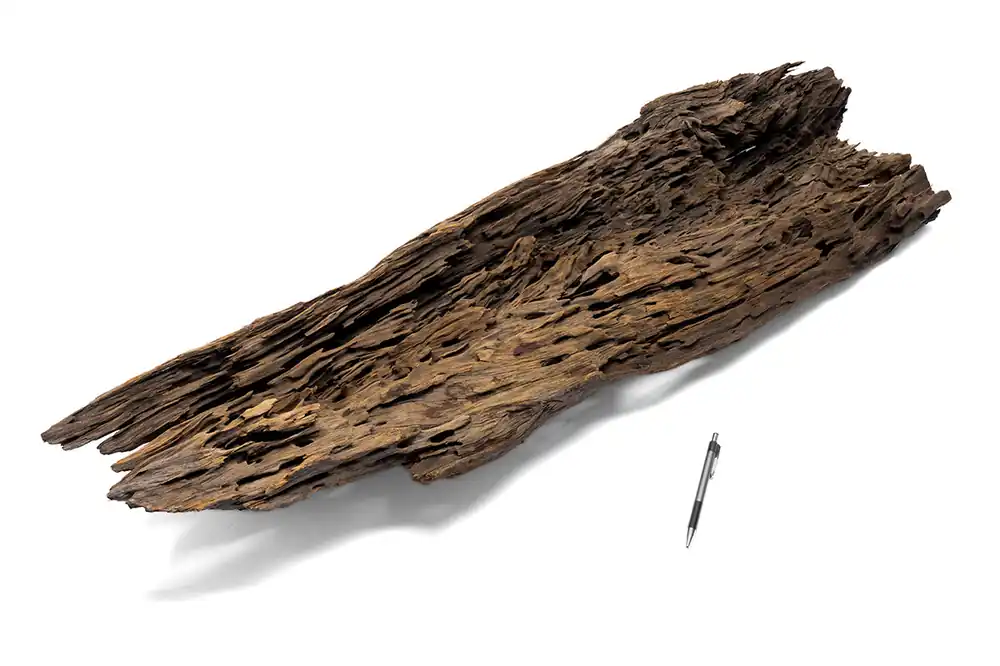 Dragon Wood Showpiece (DW08) - UNSHARDSCAPE