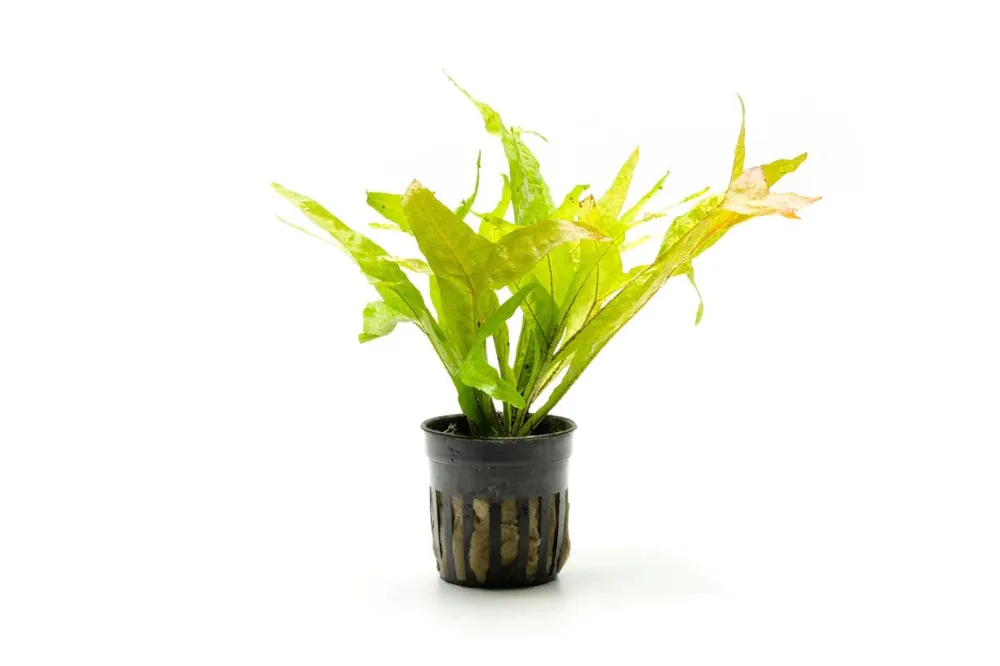 Java Fern Fishtail - ACW