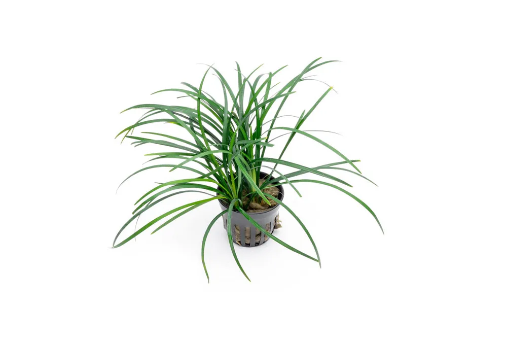 Ophiopogon Japonicus Green - ACW