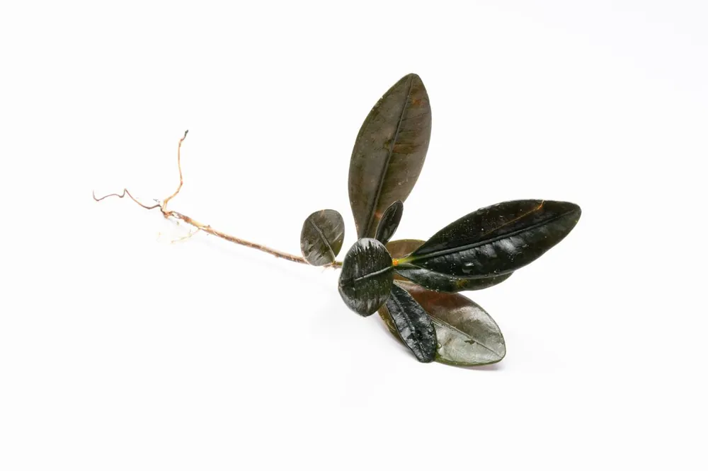 Ardisia Black Type 2 - BUCE