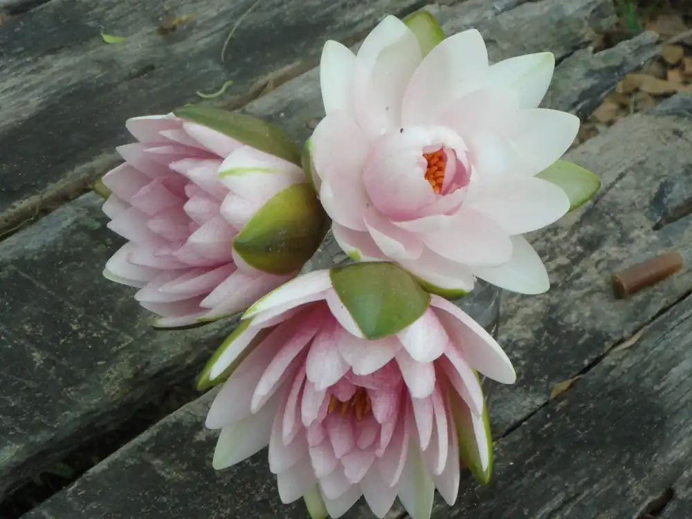 Assorted Hardy Water Lily Pack - ACW
