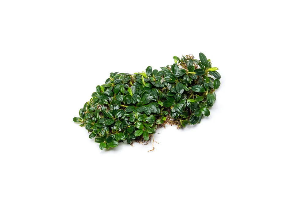 Bucephalandra Starglitz