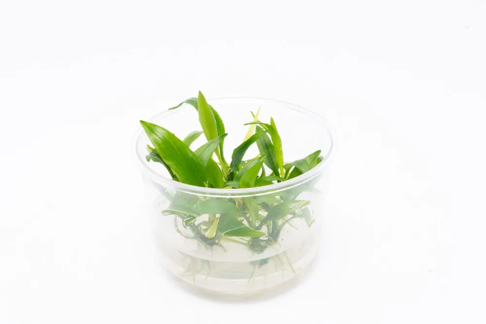 Lagenandra Thwaitesii UNS Tissue Culture - UNSTC