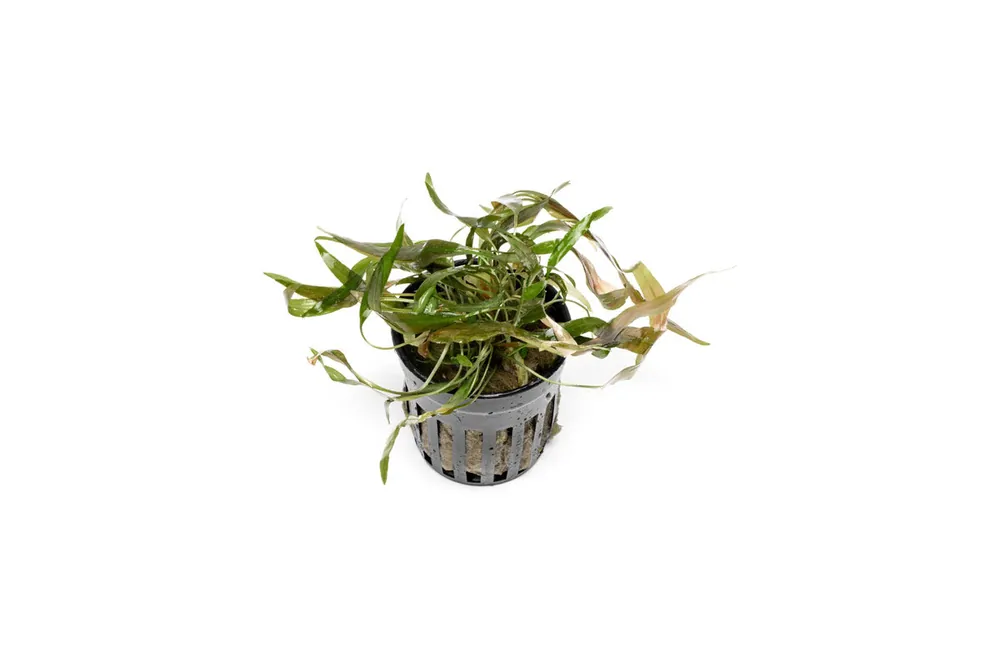 Cryptocoryne Axelrodi - ACW