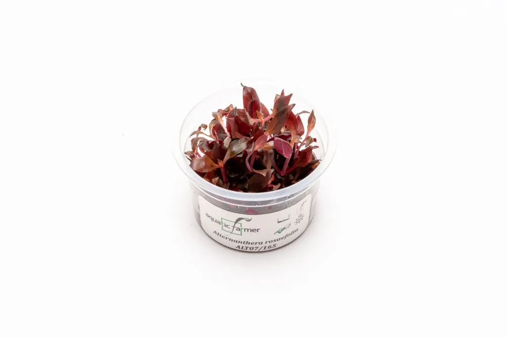 Alternanthera Rosaefolia Aquatic Farmer Tissue Culture