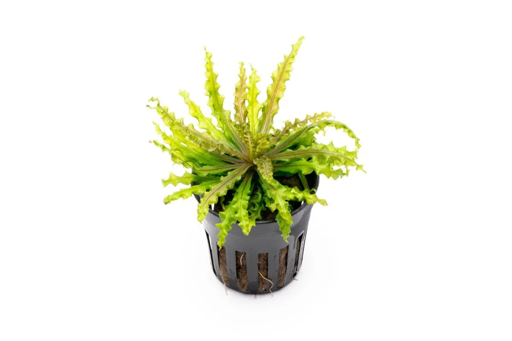 Pogostemon Helferi Downoi Red - CPA