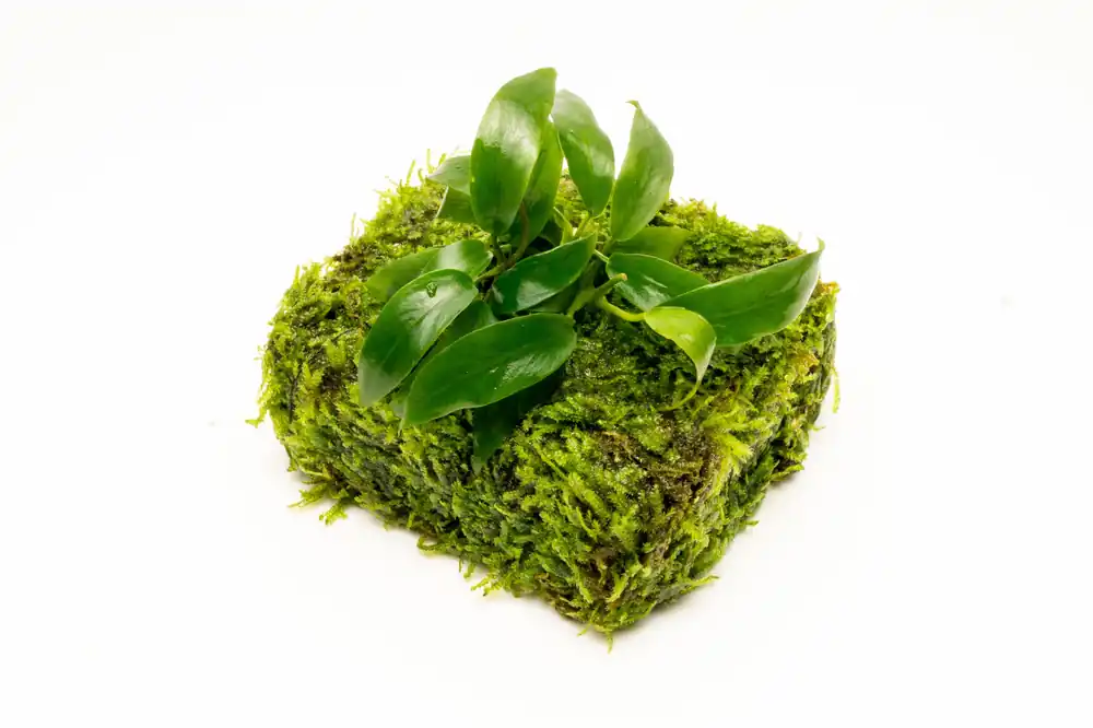Anubias Minima on Christmas Moss Fiber Mat - ACW