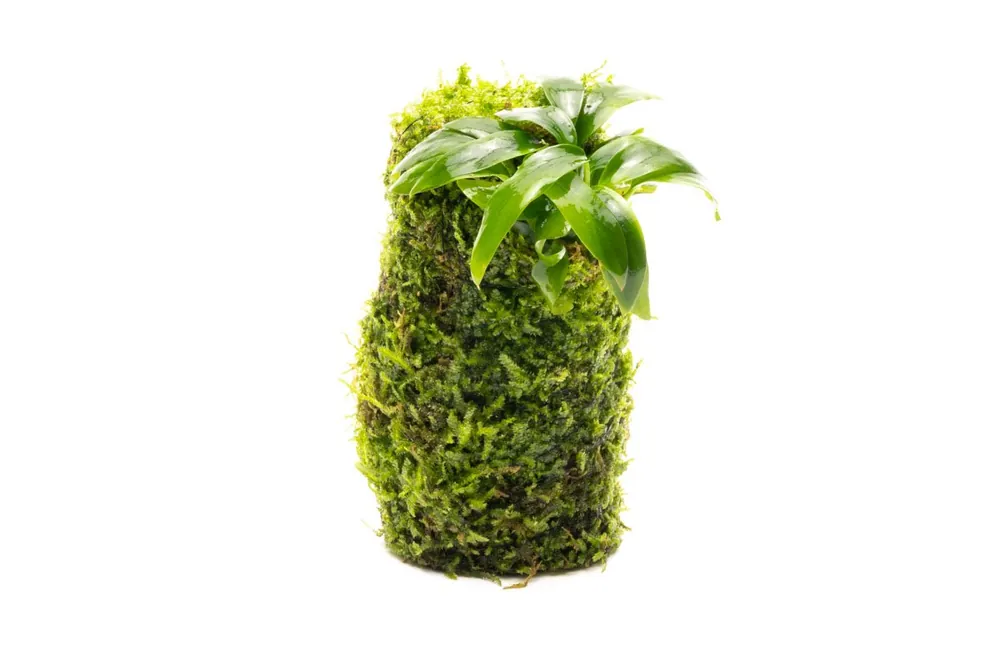 Anubias Minima on Christmas Moss Tower - ACW