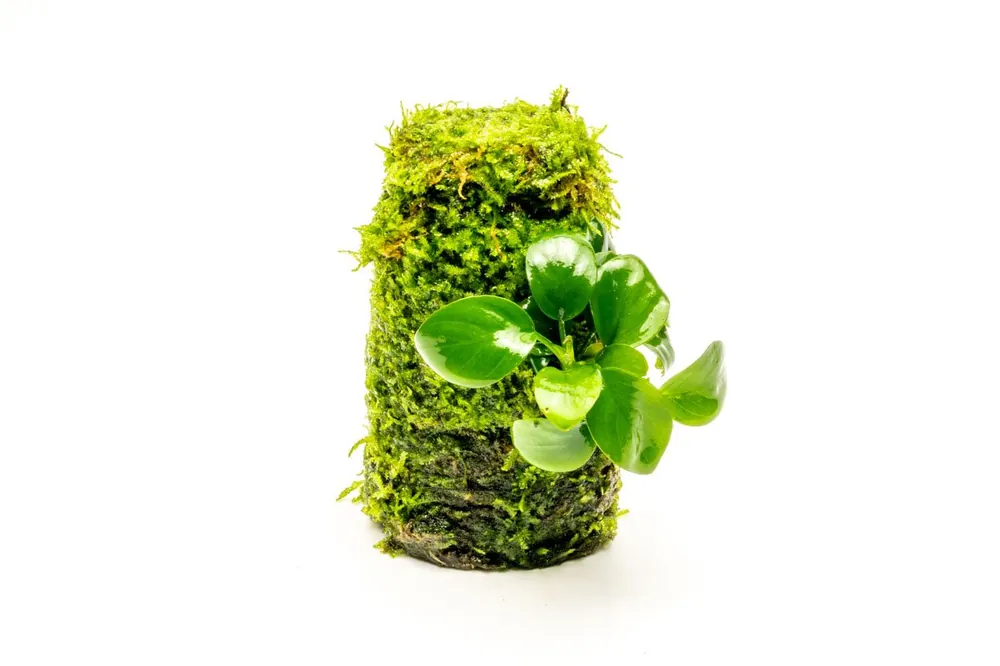 Anubias Nana on Christmas Moss Tower - ACW