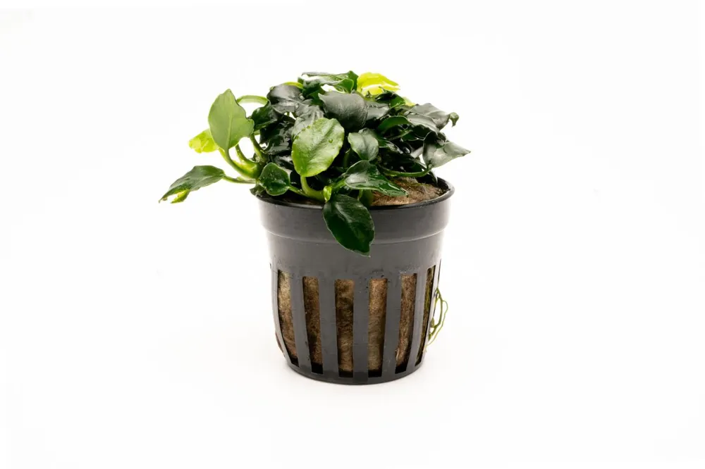Anubias Barteri Dark Angel - CPA