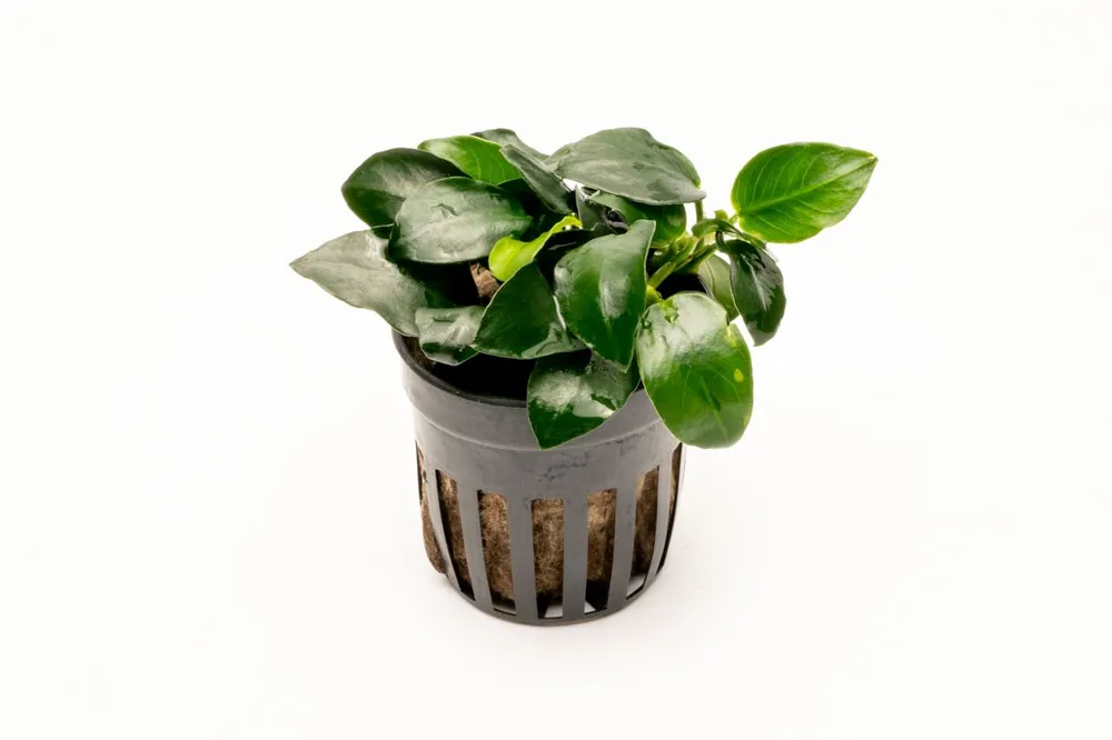 Anubias Barteri Petite Round - CPA