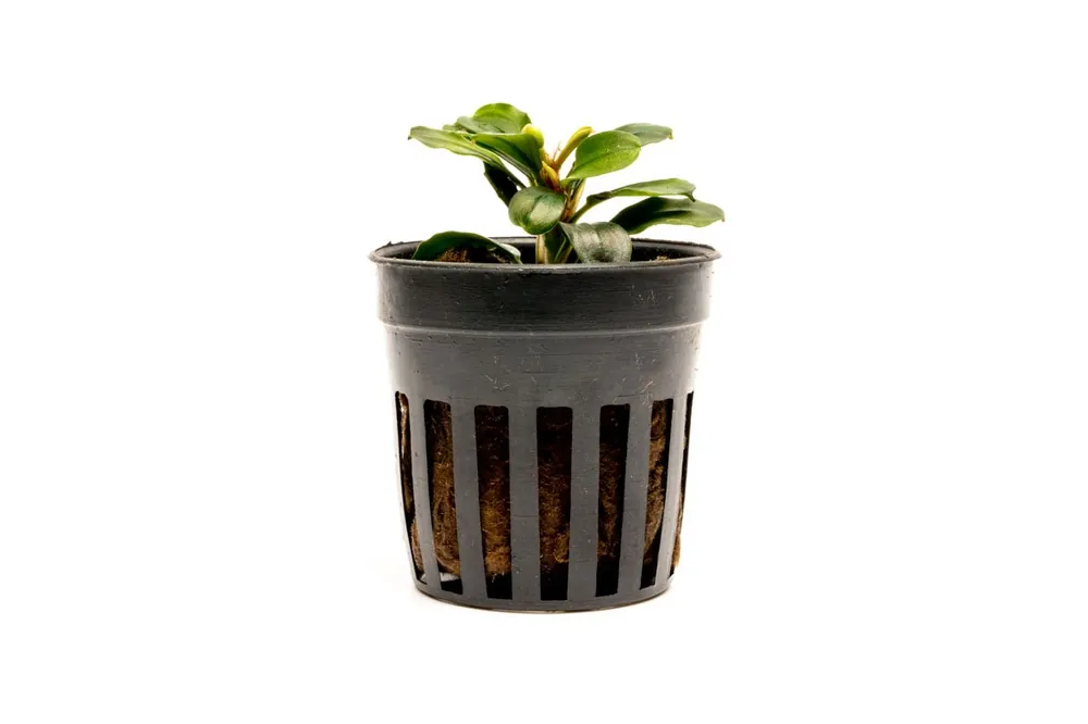 Bucephalandra Apple Leaf - CPA