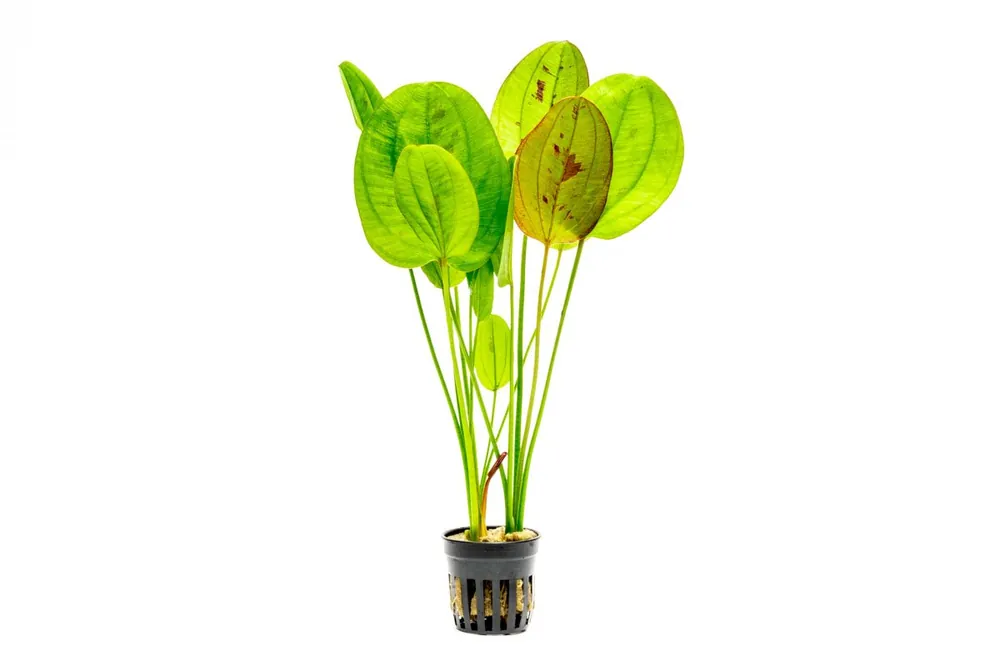 Echinodorus Yellow Sun - ACW