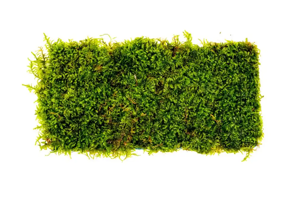 Christmas Moss on Fiber Mat - ACW