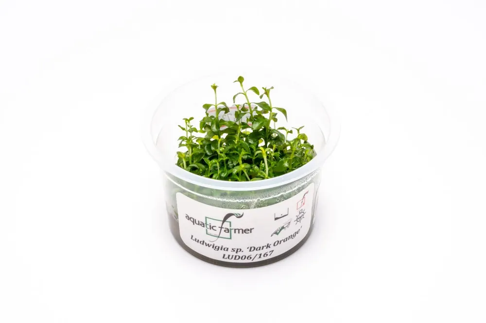 Ludwigia Dark Orange Aquatic Farmer Tissue Culture