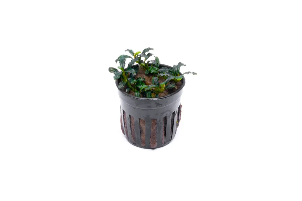 Bucephalandra Brownie Adinda - CPA