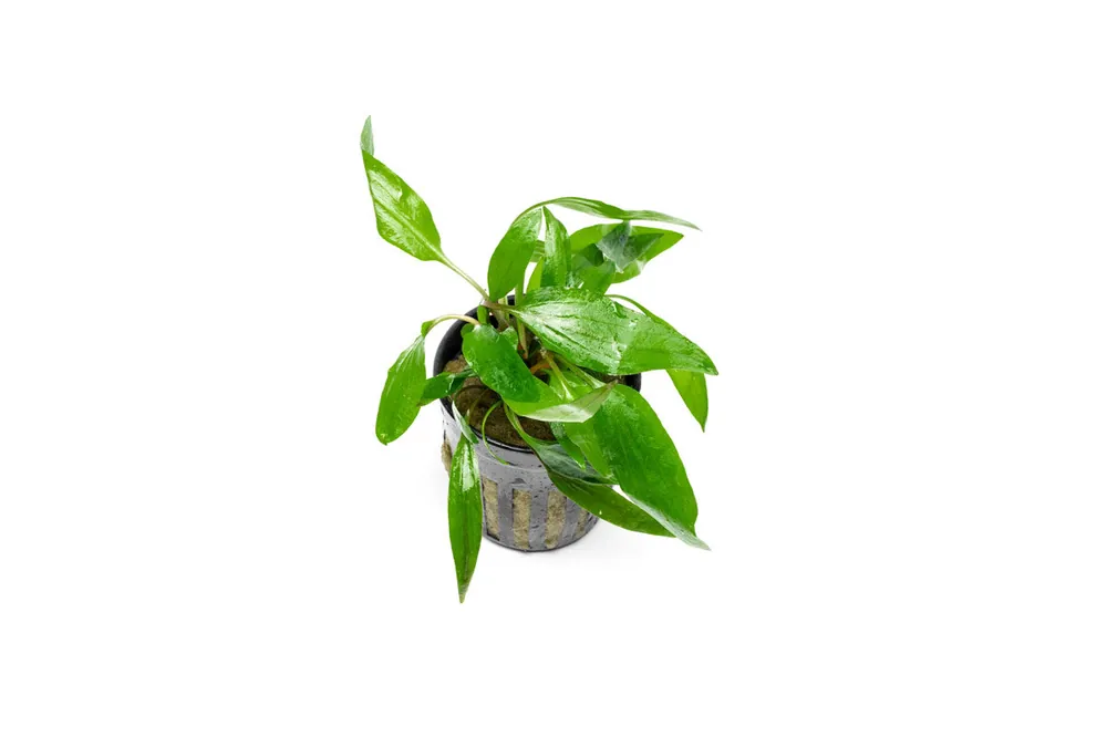 Cryptocoryne Petchii - CPA