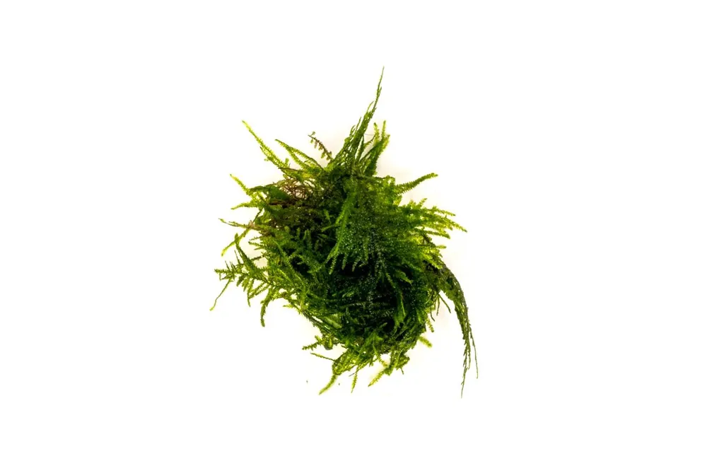 Taxiphyllum Sp Spiky Moss - IS