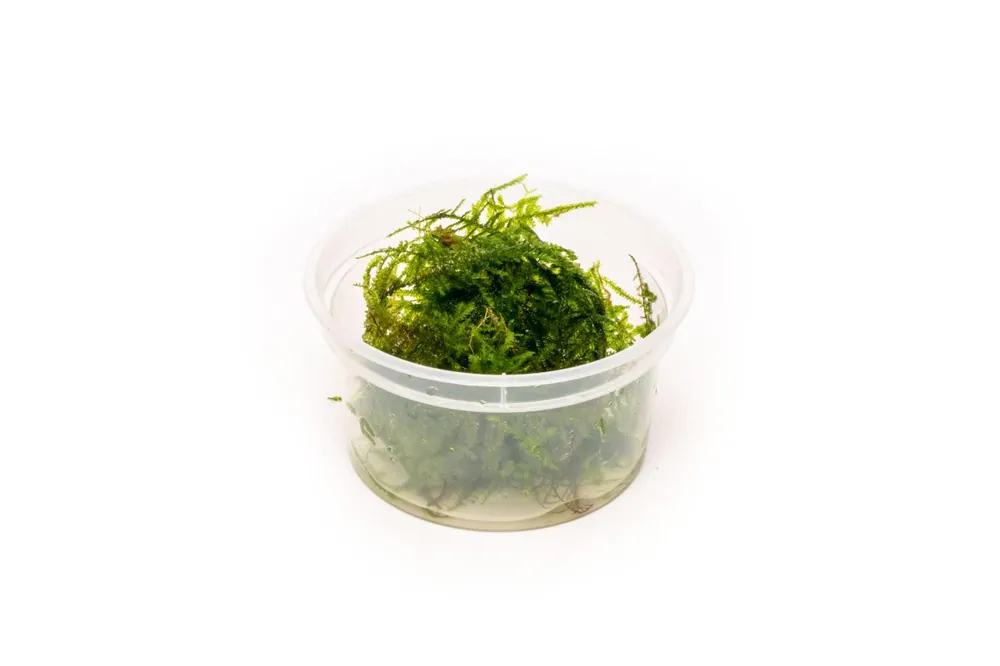 Vesicularia Sp Anchor Moss - IS