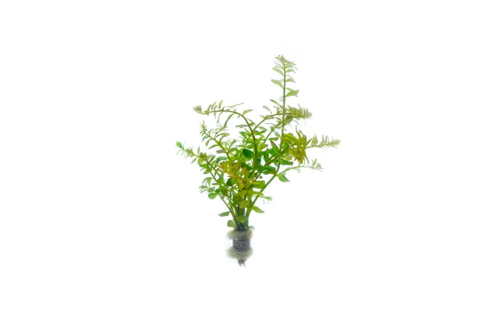 Rotala Colorata - IS