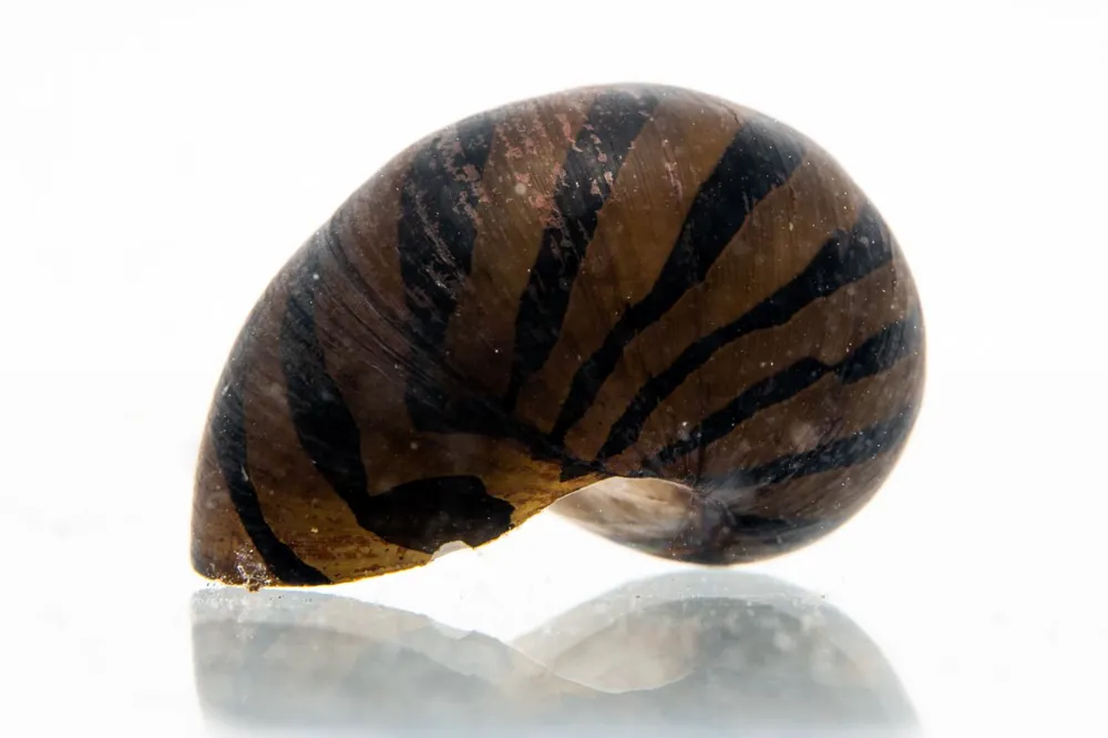 Zebra Nerite Snails - JA