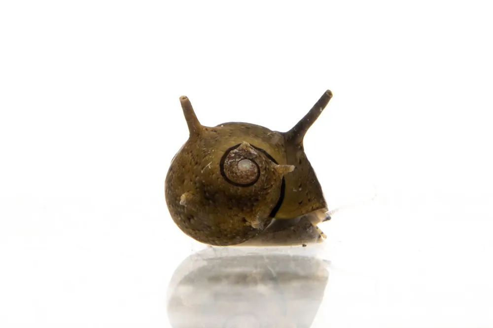 Horned Nerite Snails - JA