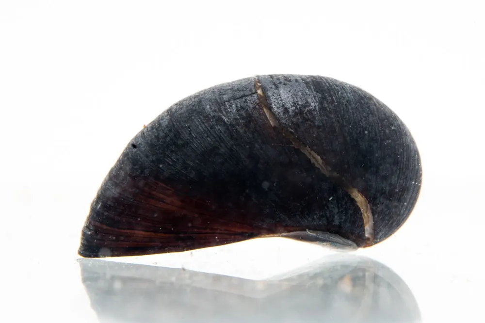 Black Military Helmet Snails - JA